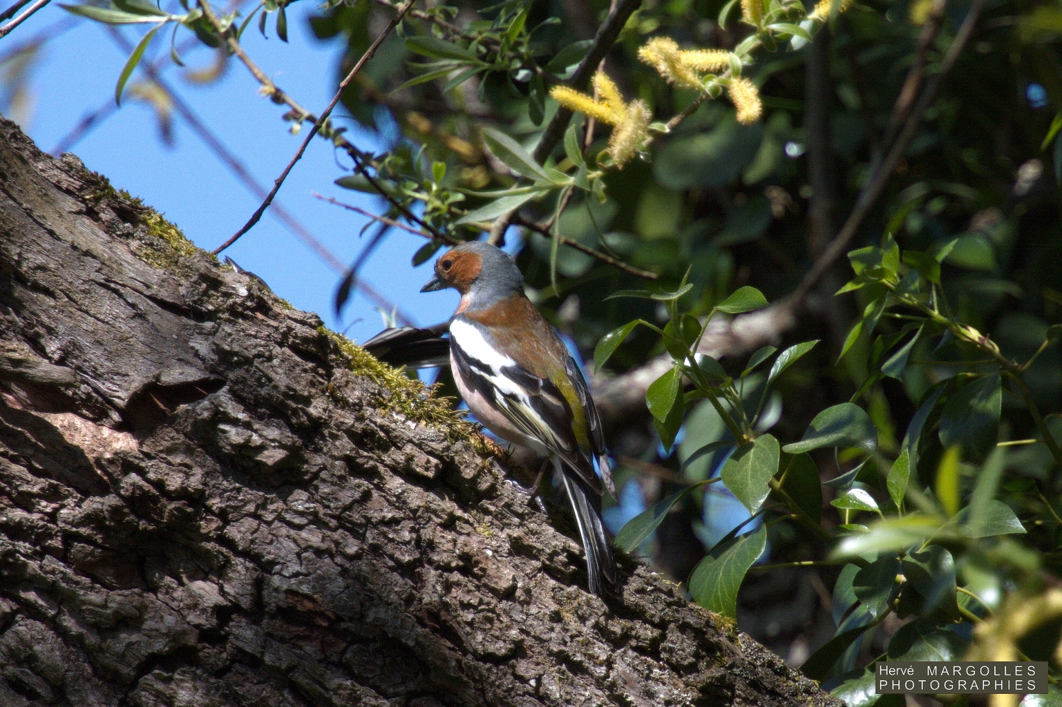 Pinson des arbres-04.jpg